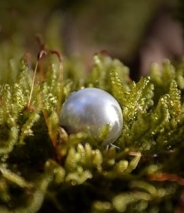Perle im Moos