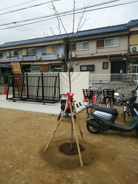卒園記念樹（サクラ：ソメイヨシノ）植栽＠奈良県大和高田市