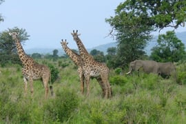 タンザニアのサファリ