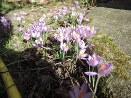 Ingrid Sparbier, guide du Pays Cathare, visites guidées, deutsche Reiseleitung, Führer