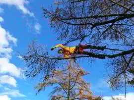 Kronenpflege, Henzelmann Baumpflege Baumschnitt Fällung Spezialfällung Stockfräse Strunkfräse Pflanzung Arbeiten Spiez Bern Oberland Wallis Kanton Baum Bäume