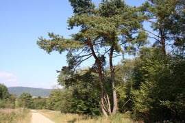 Na szlaku na św. Górę Jawor / Fot. Dorota Wolanin