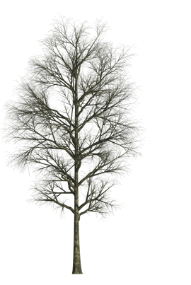 Baum Textur im Winter freigestellt für Architekturvisualisierungen und Animationen