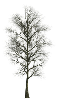Baum Textur im Winter freigestellt für Visualisierungen und 3d Animationen