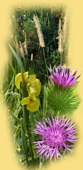 orthe, inondation, peyrehorade, landes, aquitaine, peche, lamproie, pyrenees, gave, arthous, adour, sorde, barthes, radelage, alose, saumon, port de lanne, couralin, hastingues,  tilhole, galupe