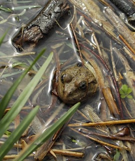 orthe, peyrehorade, landes, aquitaine, peche, lamproie, adour, gave, arthous, cagnotte, sorde, barthes, radelage, alose, saumon, port de lanne, lavoir, couralin, hastingues,  tilhole, galupe