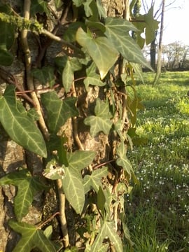 photo Isabelle Bouchex 10 avril 2020