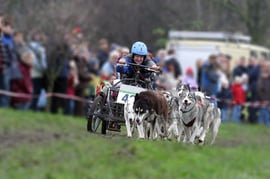Schlittenhundegespann beim Hunderennen, Zughundesport