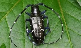 Bild: waldwissen.net