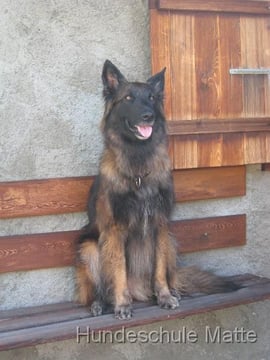 Die Hundeschule Matte bietet Erlebnisspaziergänge an: Der Hund sollte sich auf dem Spaziergang nicht nur versäubern, sondern auch mittels Spielen sachte an den Gehorsam herangeführt werden.