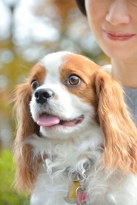 ペットのお世話