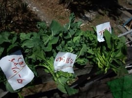 菜の花いろいろ