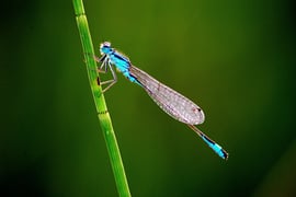 Große Pechlibelle (01.08.2017)