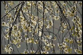 Kirschblütenvorhang