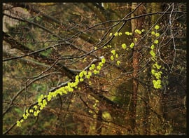 Frühling auf dem aufsteigenden Ast