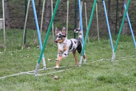 Blue beim Gassenslalomaufbau