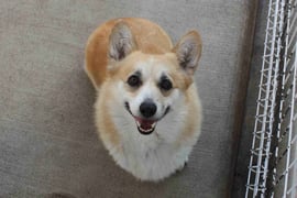 優しいお母さん犬 ジェーン♪