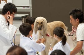 犬を診察してその生態を学ぶ「どうぶつのお医者さん体験！」