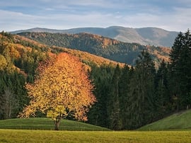 フライアムト村があるバーデン＝ヴュルテンベルク州の豊かな森　Photo by andywon