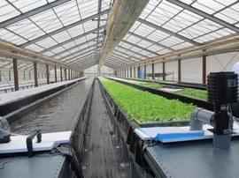 無農薬、年間を通じて栽培できる、野菜の可食部が多いなど、水耕栽培のメリットは多い