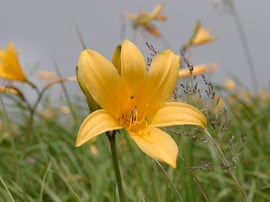 ニッコウキスゲ