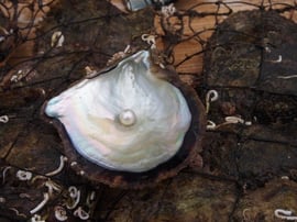 どんな真珠が出てくるかは、貝を開けてみるまでのお楽しみ