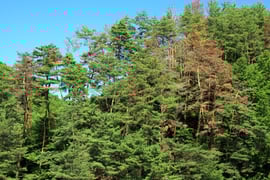 松枯れしたアカマツ林。夏なのに紅葉したように見える