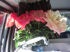 Fresh peonies in our campervan