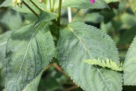 ツリフネソウ　葉の様子