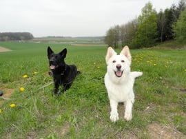 mit Bitt vom Liesingtal