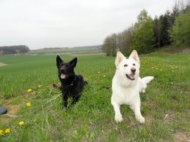 mit Bitt vom Liesingtal