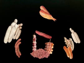 Die Delfinshow auf dem letzten Zacken