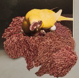 Rihanna war halt selber noch ein Jungtier und wusste nicht, dass man das Kötzlete eigentlich nicht zum Nestbau ansich brauchte sondern zum Füttern der Welpen