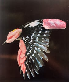 In der Specht-Community war man sich immer wieder unsicher über was beim Neueingang vorne und hinten war (er kann eben effektiv auch fürschi und hinderschi fliegen der Siebesiech!)