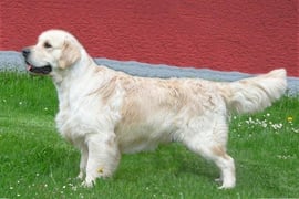 Everywhere Around Hugo du Bois de la Rayere