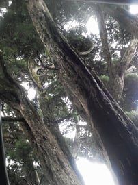 カイヅカイブキ＠奈良県生駒郡斑鳩町中宮寺【庭匠（にわしょう）】奈良県北葛城郡広陵町