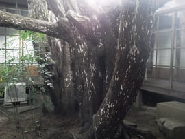 カイヅカイブキ＠奈良県生駒郡斑鳩町中宮寺【庭匠（にわしょう）】奈良県北葛城郡広陵町