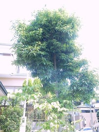 シラカシ剪定前