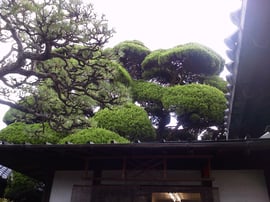 カイヅカイブキ＠奈良県生駒郡斑鳩町中宮寺【庭匠（にわしょう）】奈良県北葛城郡広陵町