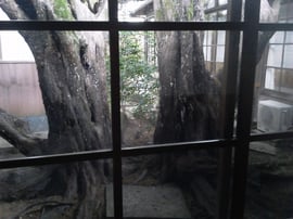 カイヅカイブキ＠奈良県生駒郡斑鳩町中宮寺【庭匠（にわしょう）】奈良県北葛城郡広陵町