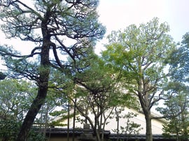 剪定＠奈良県大和高田市【庭匠（にわしょう）】奈良県北葛城郡広陵町