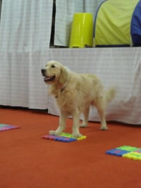 Diego klebt fest.....