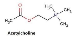 acétycholine