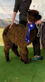 Paquita hat den 1. Platz erreicht!