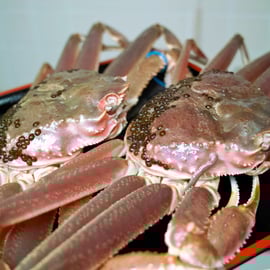 タグ付き松葉蟹