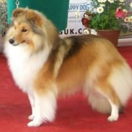 Ch Longrange Scarlett Ohara - Top Sheltie Bitch 2013 owned by Mrs C Dunne - Longrane Shelties