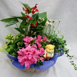 商品番号：HA-3　商品名：鉢アレンジ　　3,000円（税込）