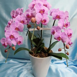 商品番号：TYO-10　　商品名：誕生日用洋ラン鉢　　10000円（税別）