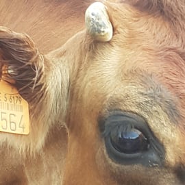 La belle aux yeux de biche