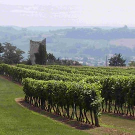 Chemin de compostelle à travers les vignes, sur les côteaux de Sainte Foy la Grande